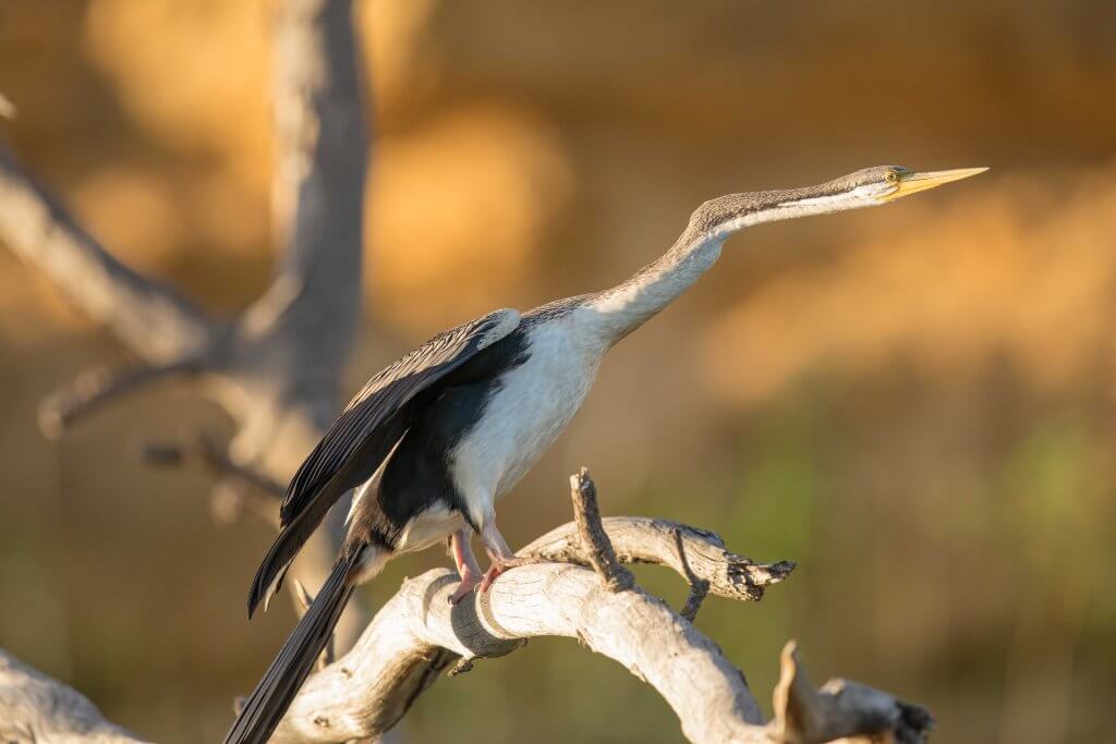 20180327 19 02 42 South Australia Monarto Gluepot Flinders ranges 0B5A6435 Darter edit 1024x683 - Planning a Winter getaway on the River Murray in South Australia? See some beautiful wildlife