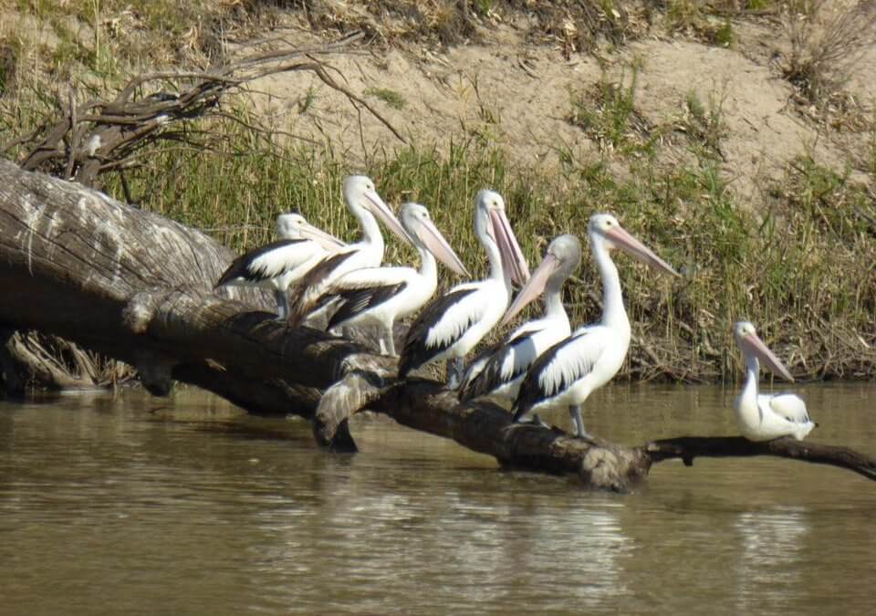 Planning a Winter getaway on the River Murray in South Australia? See some beautiful wildlife