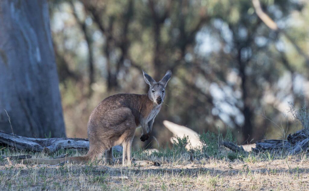 Western Grey Kangaroo 1024x632 - Planning a Winter getaway on the River Murray in South Australia? See some beautiful wildlife